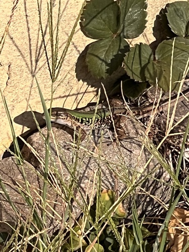 Italian Wall Lizard