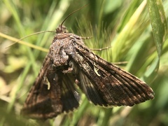 Autographa gamma