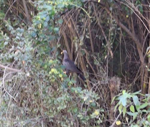 iNaturalist image