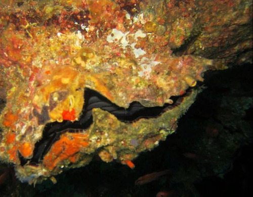 Hyotissa hyotis observed 2026-07-10