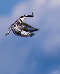 Ceryle rudis