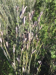 Montinia caryophyllacea