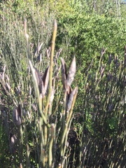 Montinia caryophyllacea