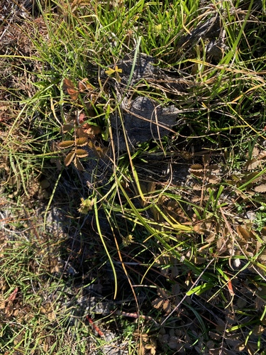 Carex flaviformis (Carex flaviformis)