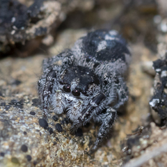 Pellenes peninsularis