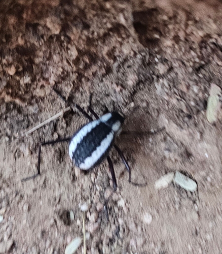 Racingstripe Darkling Beetle
