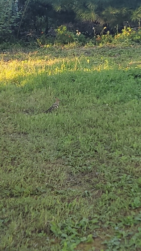 Common Hoopoe