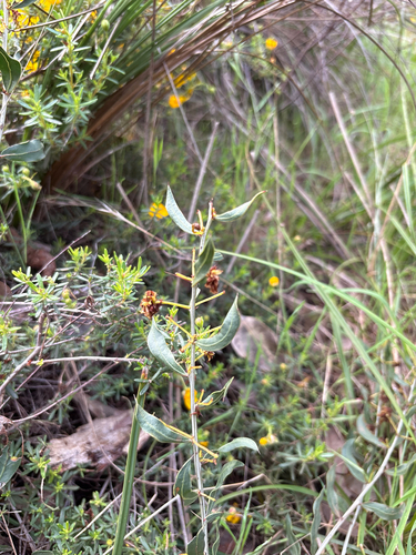 Acacia nervosa observed 2026-09-08
