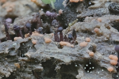 Image of Ascocoryne trichophora