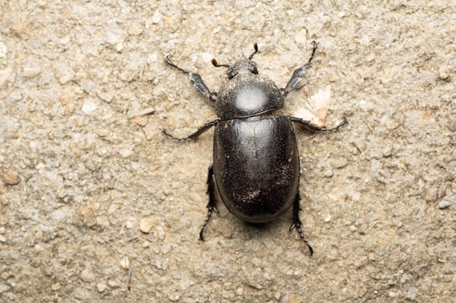 Siamese Rhinoceros Beetle