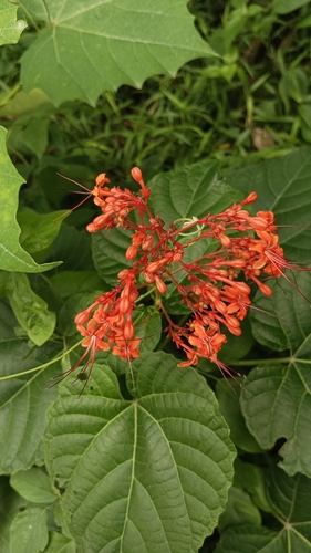 Clerodendrum intermedium observed 2026-09-08
