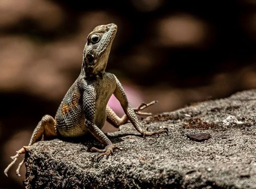 Rainbow Agama