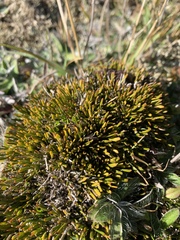 Carmichaelia nana