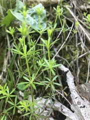 Galium concinnum