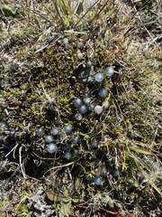 Coprosma petriei