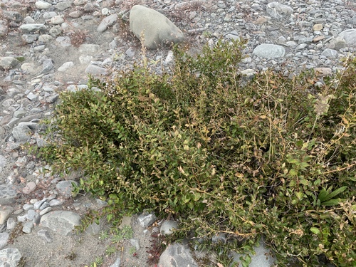 Coriaria sarmentosa, photograph 1