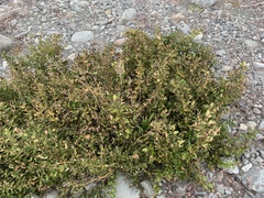 Coriaria sarmentosa