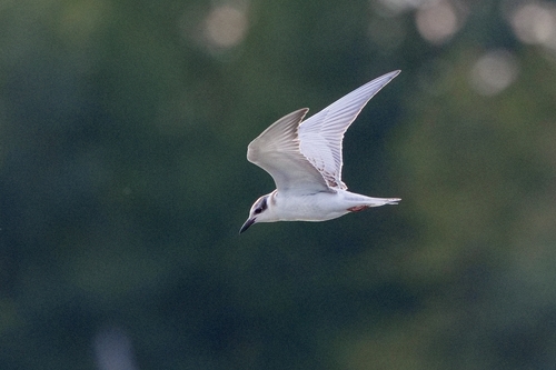 iNaturalist image