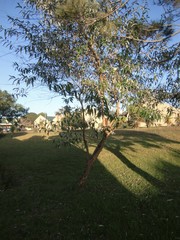 Buddleja salviifolia