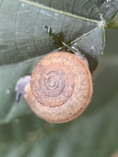 Siamese Common Snail