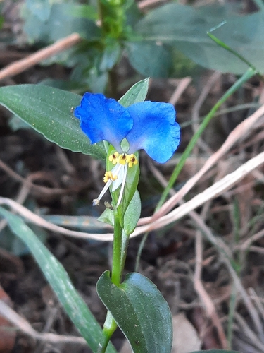 Asiatic dayflower