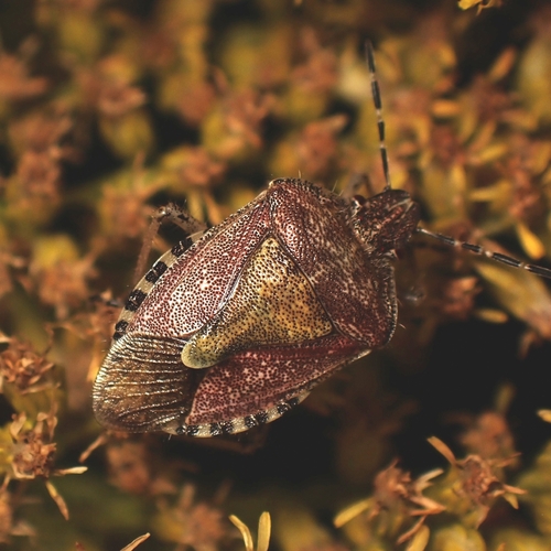 Sloe Bug
