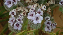 Phacelia hubbyi