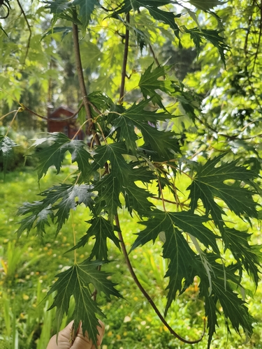 silver maple