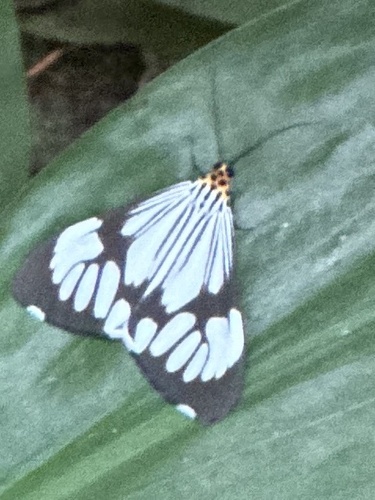 Marbled White Moth