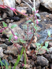 Epilobium minutum