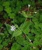 Wood Stitchwort - Photo (c) Franz Xaver, some rights reserved (CC BY-SA)