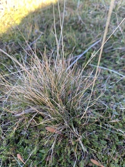 Whorl-grass (Catabrosa antarctica)
