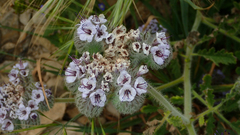 Phacelia hubbyi