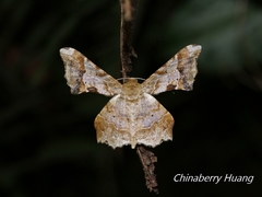 Krananda oliveomarginata