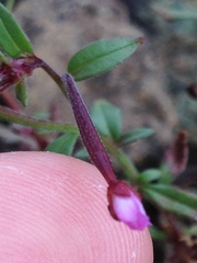 Epilobium minutum