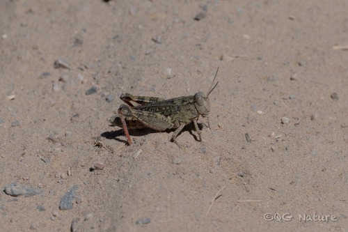 Calliptamus abbreviatus