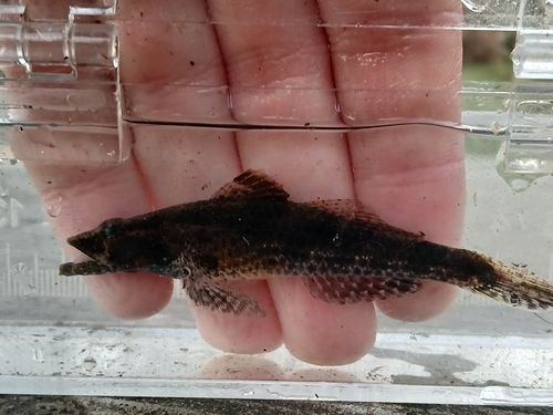 Psammogobius biocellatus observed 2026-09-08