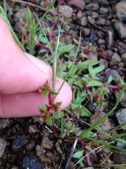 Chorizanthe polygonoides