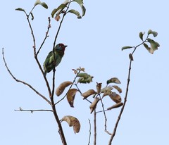 Psilopogon malabaricus