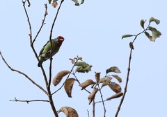 Psilopogon malabaricus