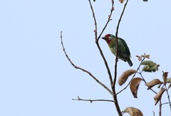 Psilopogon malabaricus