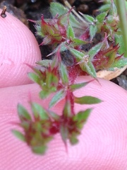 Chorizanthe polygonoides