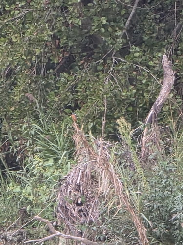 Common Kingfisher