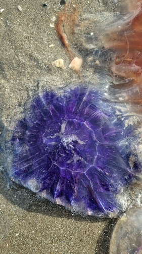 Blue Jelly