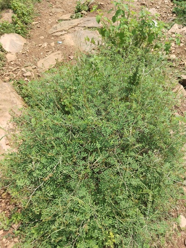 Indigofera tinctoria observed 2026-09-07