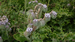 Phacelia hubbyi
