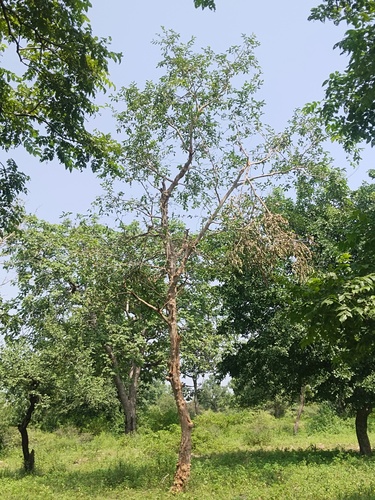 Terminalia anogeissiana observed 2026-09-07