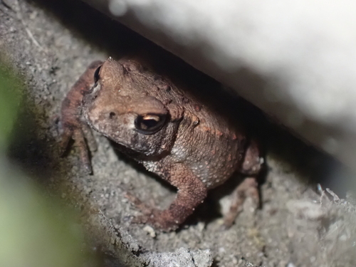 European Toad