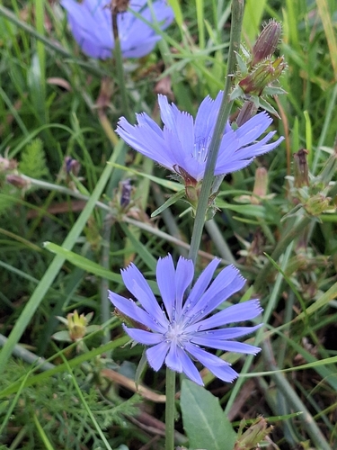 chicory