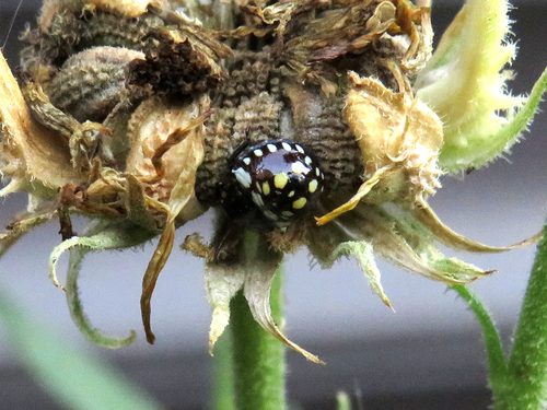 Southern Green Stink Bug